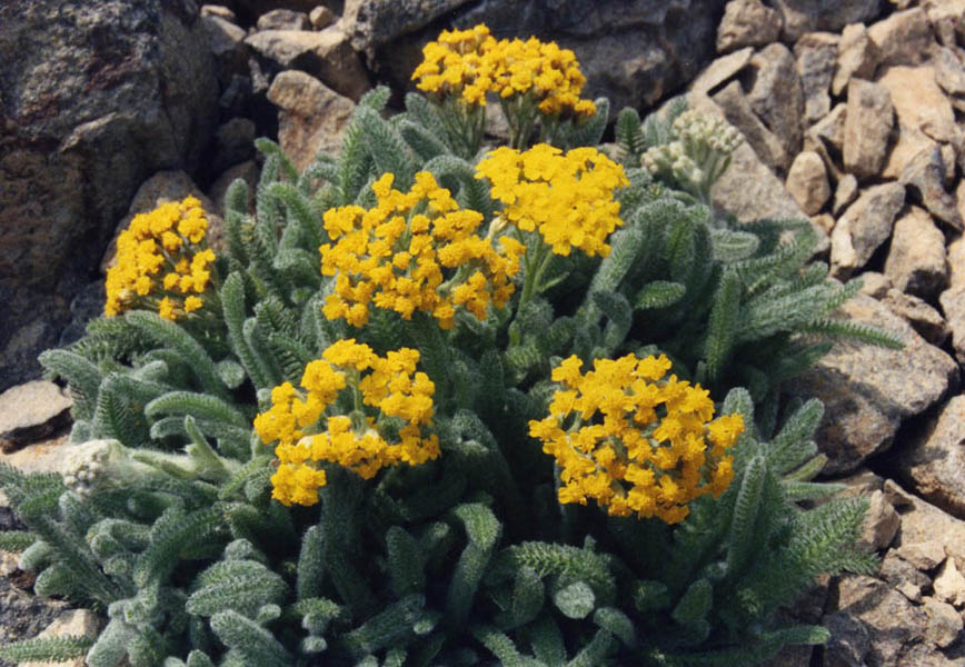 Golden Wooly Yarrow